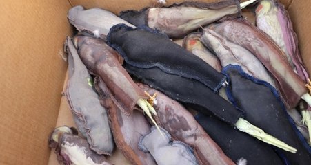 Sınırdan Kaçak Sokulmaya Çalışan Papağanları Gören Ekipler Gözlerine İnanamadı