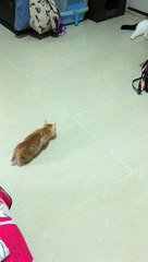 Newsflare Edit - Sneaky kitten trying to scare big cat but failed