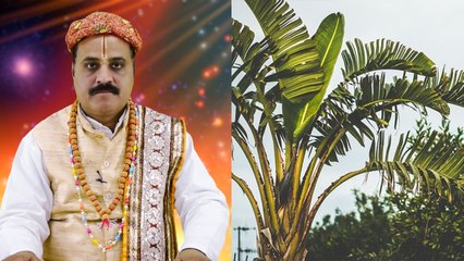 Banana tree & leaves importance: पूजा में केले के पत्तों का क्यों है इतना महत्व, जानें | Boldsky