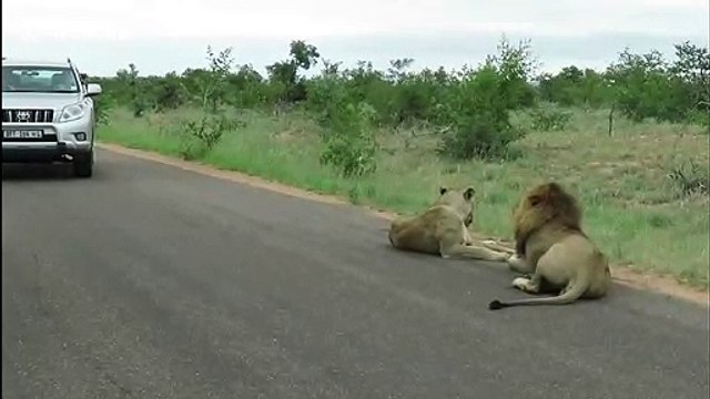 King of the road! Lion snarls menacingly at car that gets too close for comfort