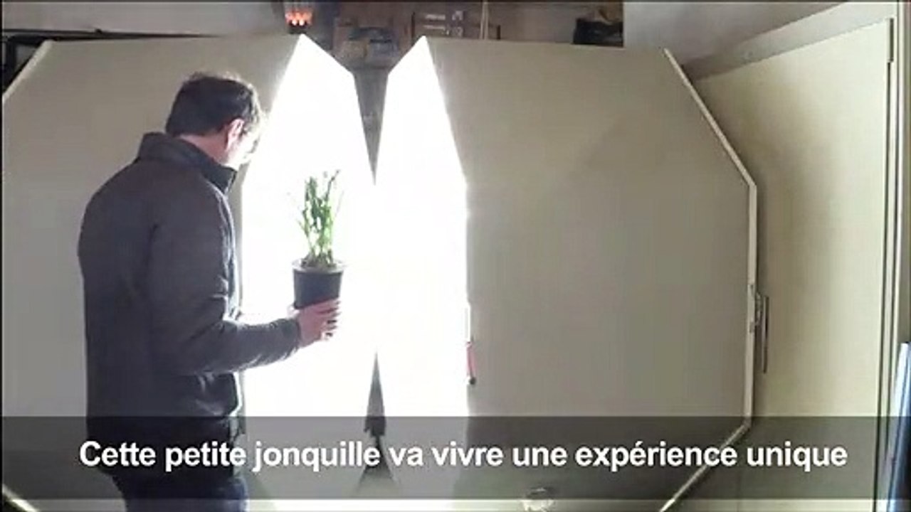 "L'intelligence" des plantes décryptée par des chercheurs