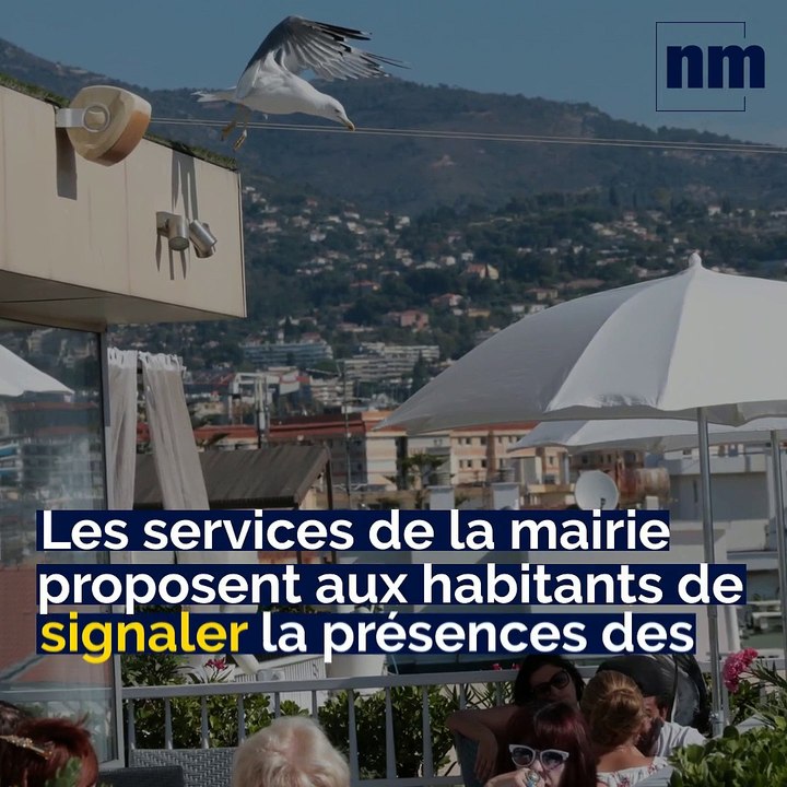 Stérilisation des goélands, Grasse "Ville Motarde", Sanctuaire de la Madone d'Utelle: voici votre brief info de ce jeudi après-midi