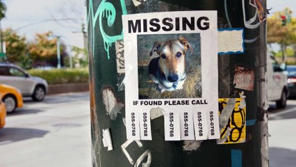 Un Viaggio a Quattro Zampe - Cercasi amico