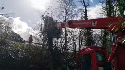 Bar-le-Duc : les arbres malades évacués rue Vaux-Lecomte