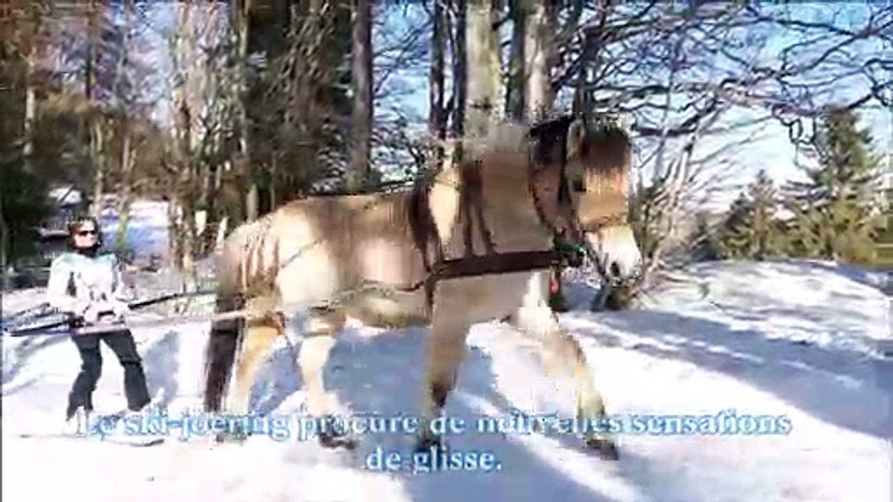 Versant montagne : "j'ai testé pour vous..." le ski-joëring au Ballon d'Alsace