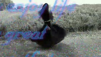 Sham gulabi nen gulabi statush video