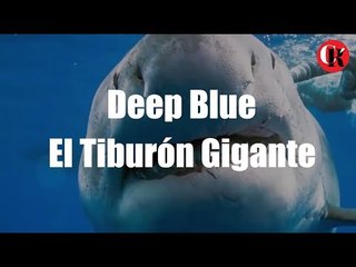 Aparece Tiburón Gigante en Hawaii