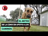 El metro de la CDMX en apoyo a los caninos