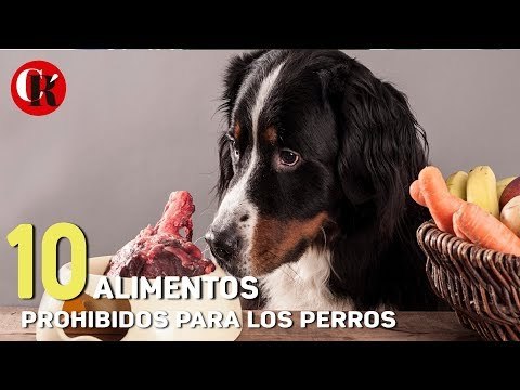10 ALIMENTOS PROHIBIDOS PARA LOS PERROS