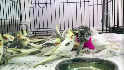 Papağanları sınırdan kaçak sokmaya çalıştı - EDİRNE