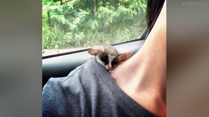 Bush Baby Naps Inside T-Shirt