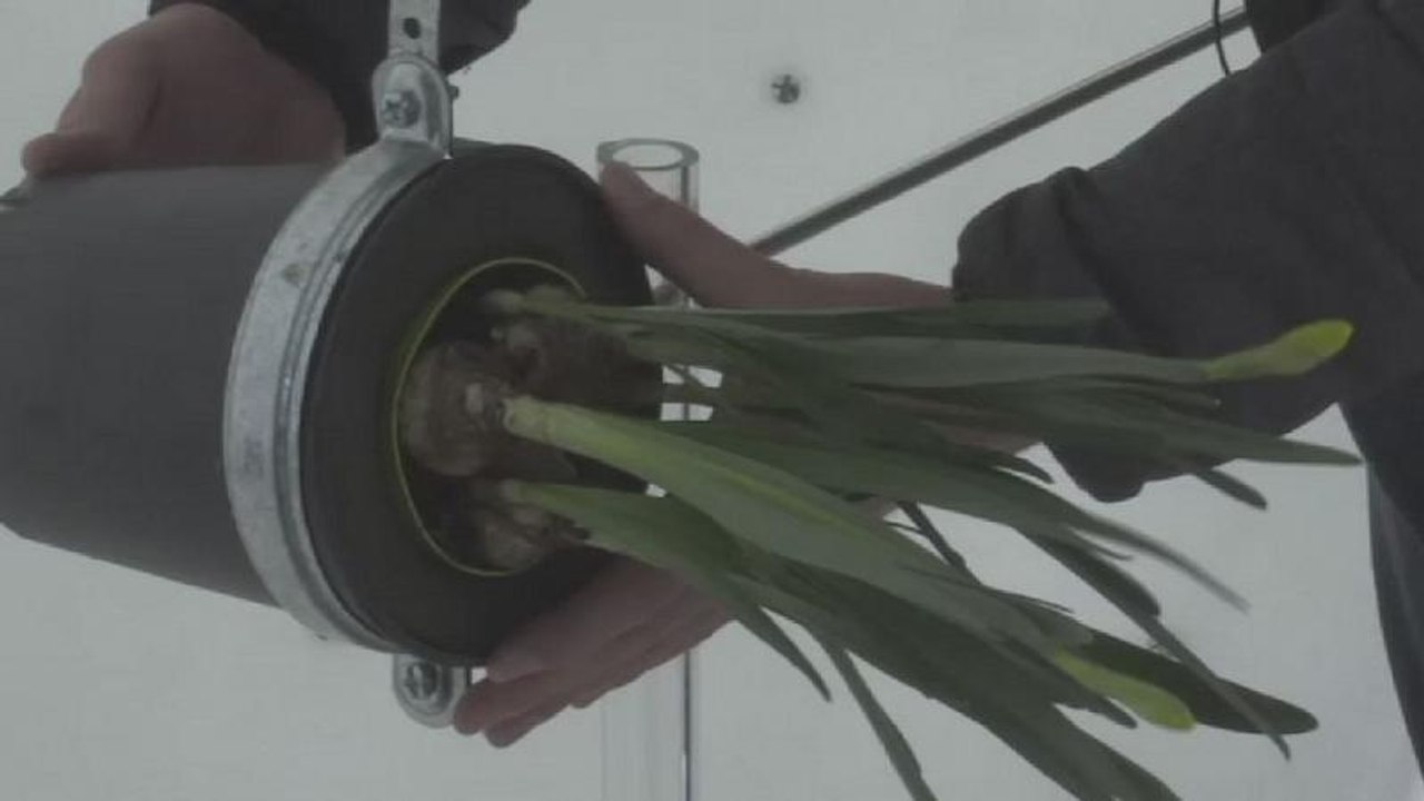 "L'intelligence cachée des plantes" dévoilée