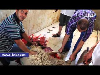 Download Video: زحام شديد داخل مجزر الوراق لذبح الأضاحى