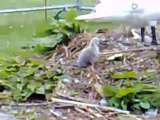 Des bébés cygnes sortent de l'eau