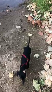 Ce chien manque de se noyer en marchant le bord de la rivière