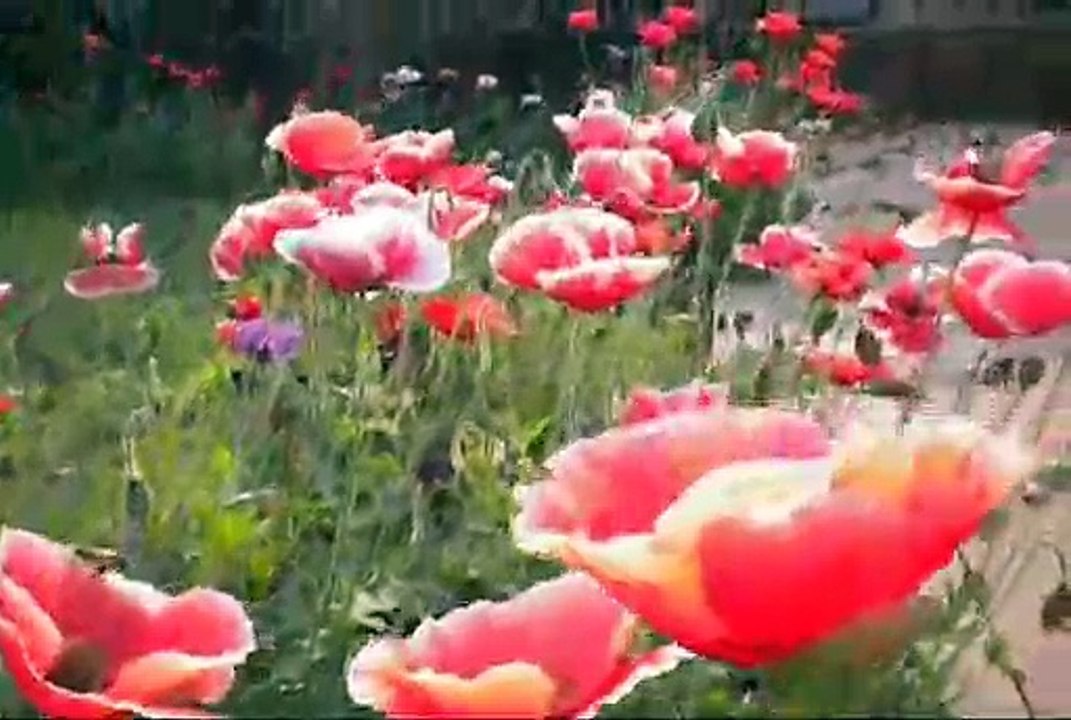 AMAZING FLOWERS OF THE SPRING SEASON-TIME TO COLLECT NECTAR