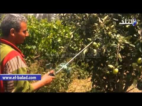 صدى البلد يرصد كارثة رش الفاكهة والخضروات بالهرمونات ومحفزات النمو بنسب غير أمنة