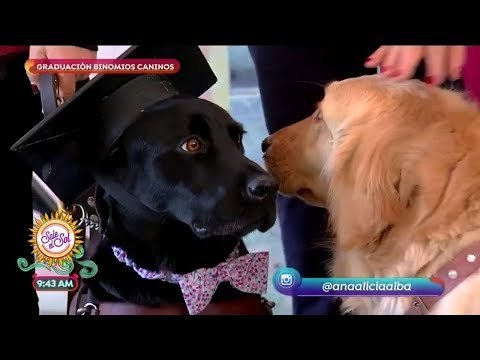 Escuela de perros guías para personas invidentes | Sale el Sol