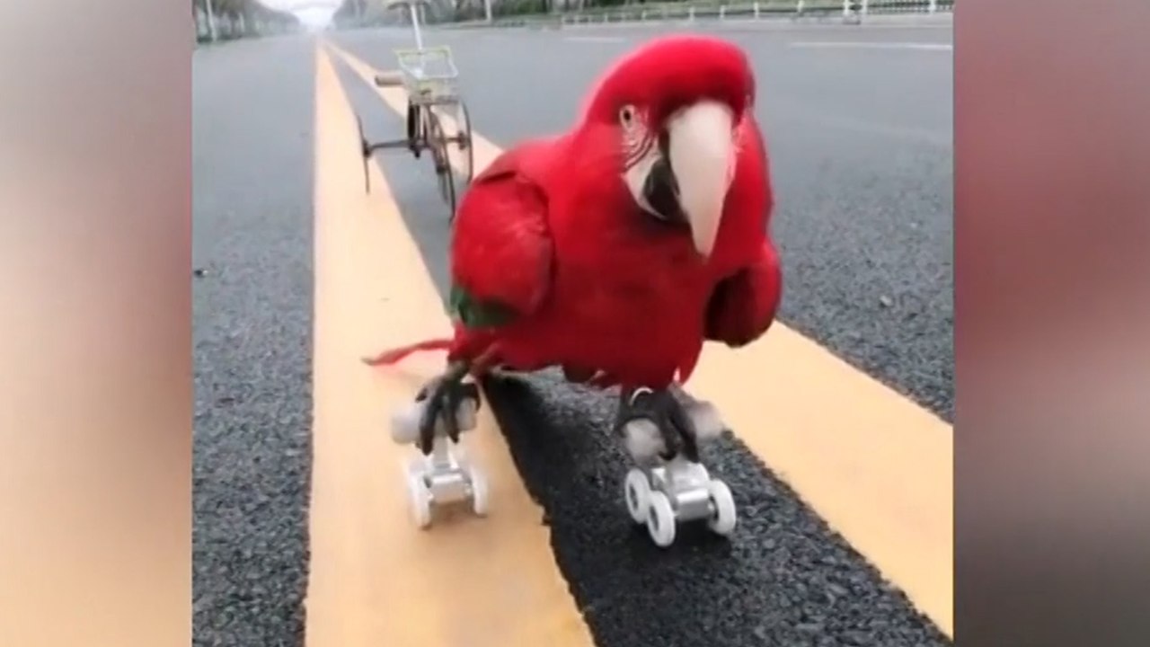 Stunt riding parrot