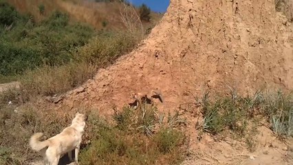 Un chien se retrouve face à un renard et plus personne ne bouge