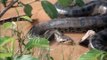 Des brésiliens dénichent un énorme anaconda dans un petit cours d'eau