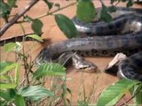 Des brésiliens dénichent un énorme anaconda dans un petit cours d'eau