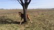 Ce russe trouve un poulain coincé dans un arbre