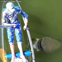 Manatees Intrigued by See Through Canoe