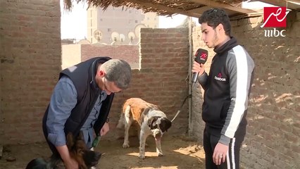 مربي كلاب ليحدث في مصر فيه كلب أصلا شرس بيكره الإنسان وكلب تاني بـيتشرس .mp4