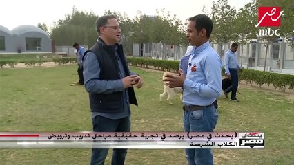 مدرب كلاب ينصح المصريين بدورات توعية للتعامل مع الكلاب وتجنب أخطارها