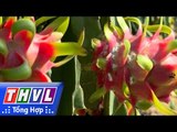 THVL | Khoa học nông nghiệp: Quản lý rệp sáp trong vườn cây ăn trái
