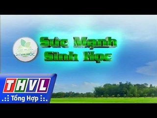 THVL | Sức mạnh sinh học - Kỳ 65: Tầm quan trọng của hạt giống trong thâm canh lúa