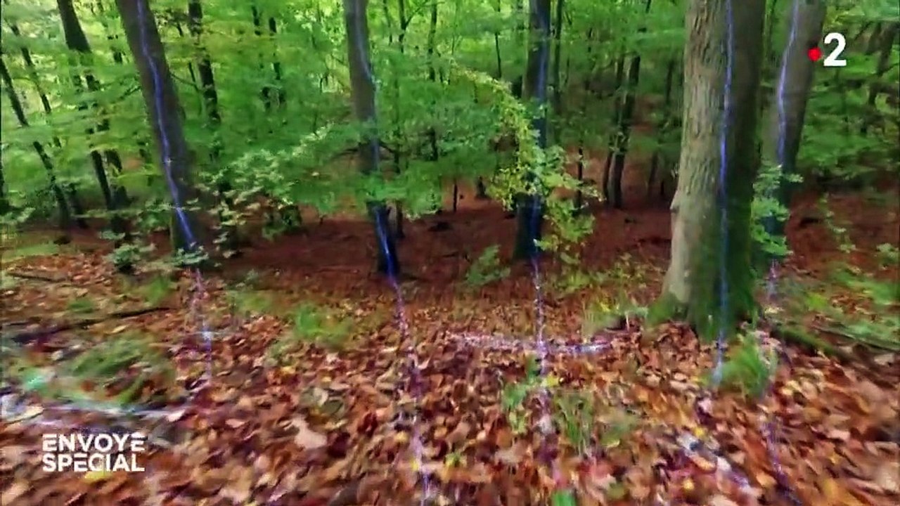 Le monde secret des arbres