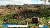 Bretagne : des forêts menacées par un champignon