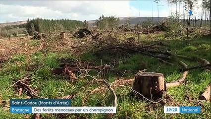 Bretagne : des forêts menacées par un champignon