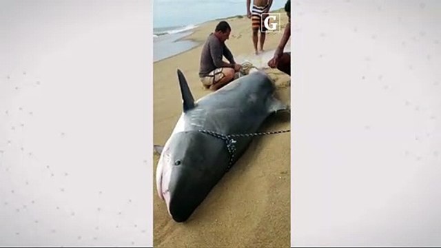 Tubarão foi encontrado em praia do Rio de Janeiro