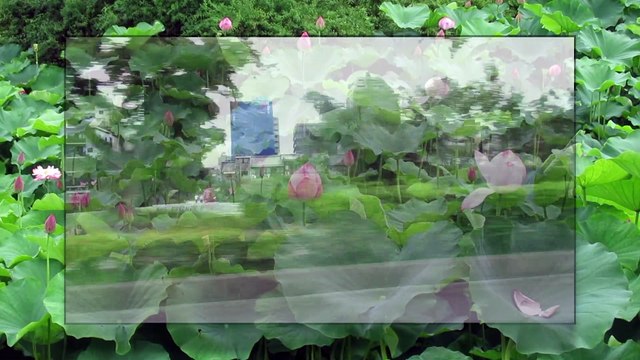 480 Seconds of Kyoto - A Scott Shaw Zen Film - Zen Filmmaking