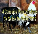 4 Consejos Para Criadores De Gallos De Pelea 2019