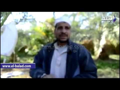 صدى البلد | سوسة النخيل تهاجم المزارع بالوادى الجديد