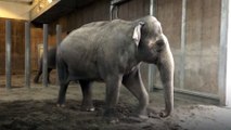 Caring for Oregon Zoo Elephants in Winter