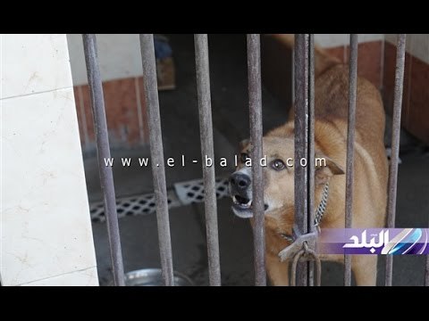 صدى البلد | تقرير خاص من داخل فندق الكلاب بقلب العاصمة