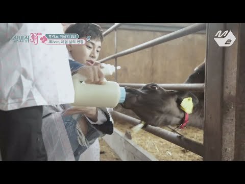 [JustBeJoyful JBJ] JBJ Milking the cows and Bottle-feeding calves Ep.4