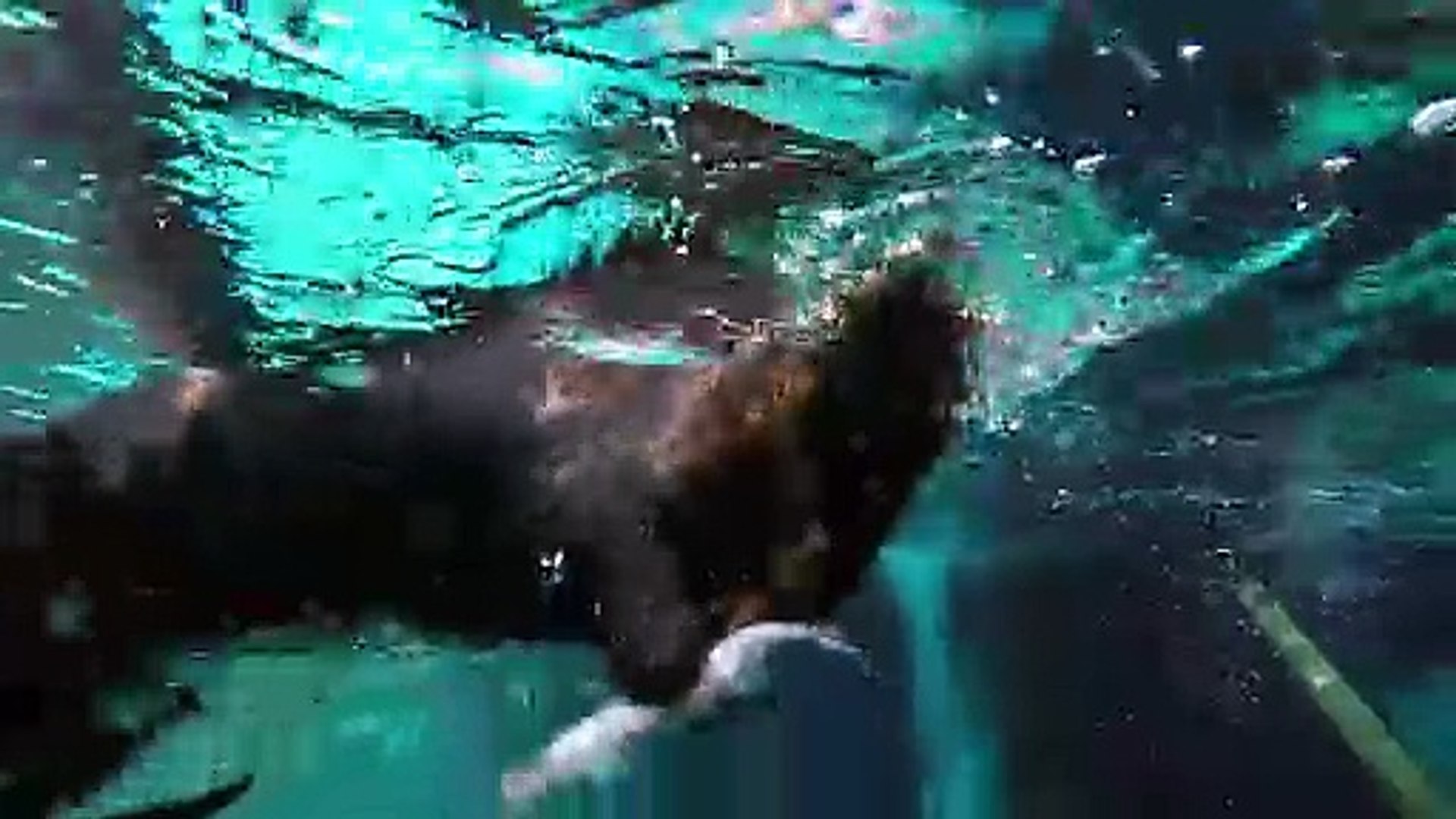 ⁣The classic splendor of sea otters and Vivaldi