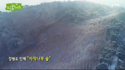 삼삼오오 우리 숲 이야기 / YTN
