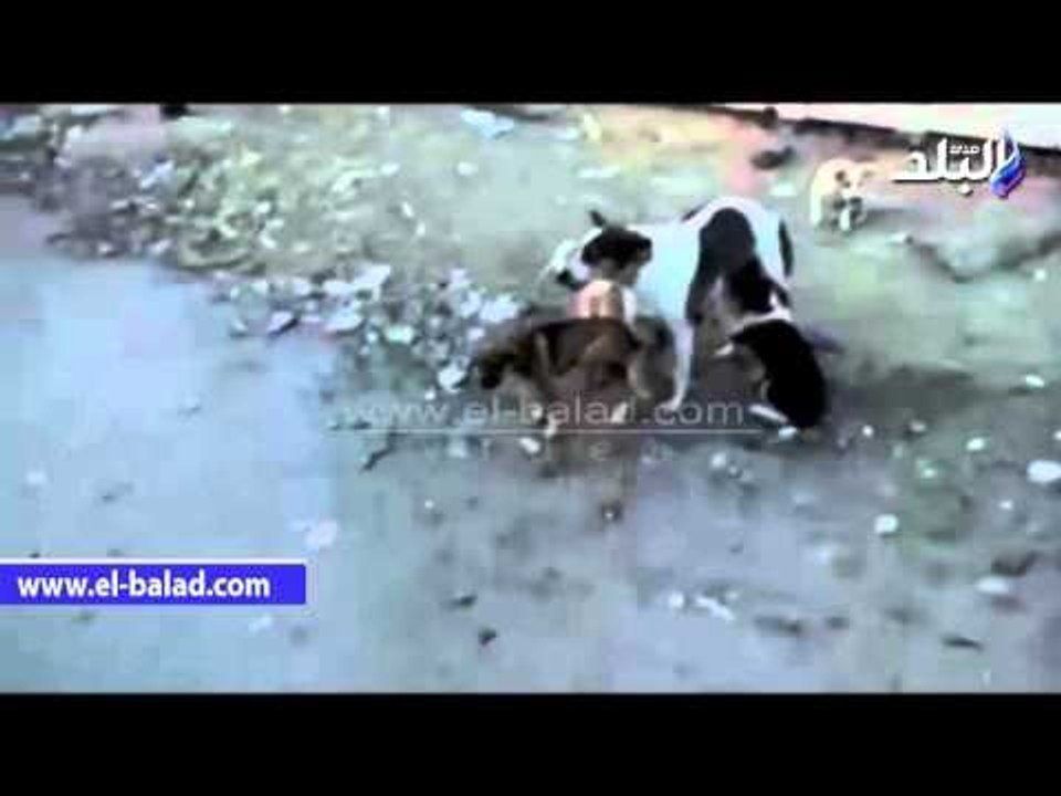 صدى البلد |كلاب ضالة في مستشفى ببورسعيد خلال زيارة وزير الصحة