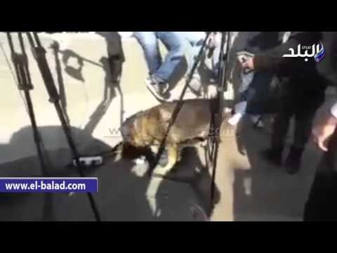 صدى البلد | الاشتباه فى وجود قنبلة أمام مقر مجلس النواب