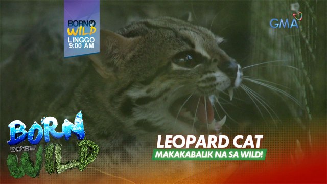 Born to be Wild: Leopard Cat, ibabalik sa natural nitong tahanan