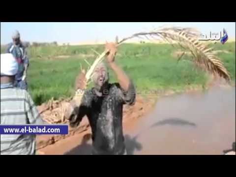 صدى البلد |هلاك 180 فدان «قمح» بـ«الوادي».. والمتضررون يناشدون الحكومة تعويضهم