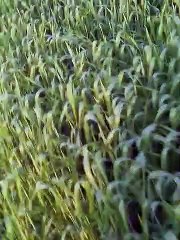 Field area in the farm.