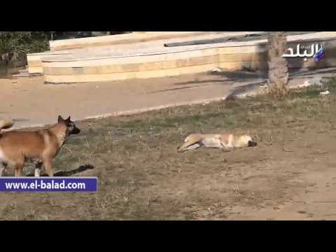 صدى البلد | حديقة الحصري باكتوبر تتحول الى جراج توك توك و مقلب قمامة